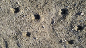 deer hoof marks in the sand