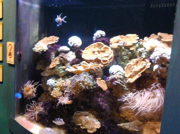 aqauarium 2