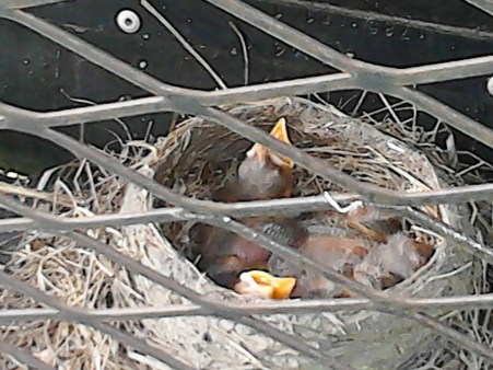 baby robins mouth open