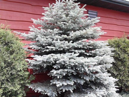 christmas tree border bobs