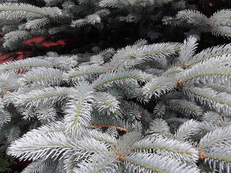 christmas tree up close