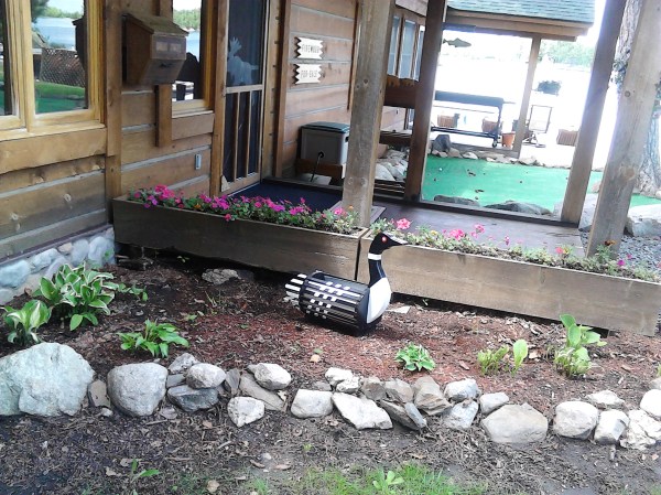 duck in garden by front door