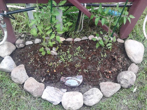 gardenwithrockscloseup