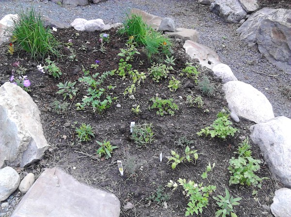 herb garden again