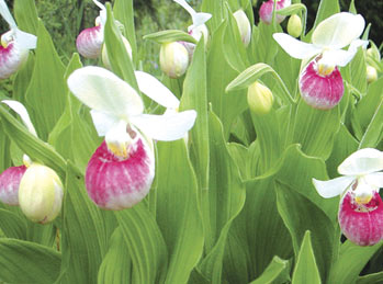 lady-slippers