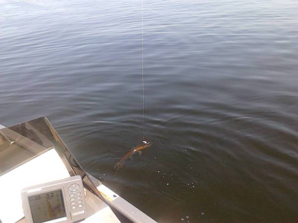 fishing roy catching northern