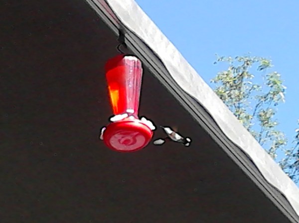 hummingbird2
