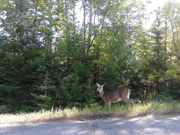 a deer by road