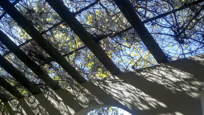 lakeridge overhead vine