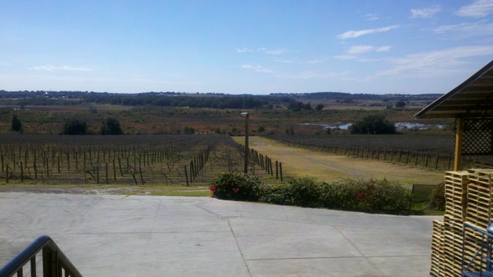 lakeridge vineyard