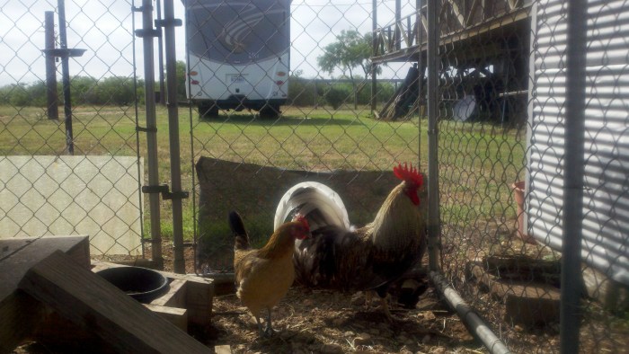 hen and rooster