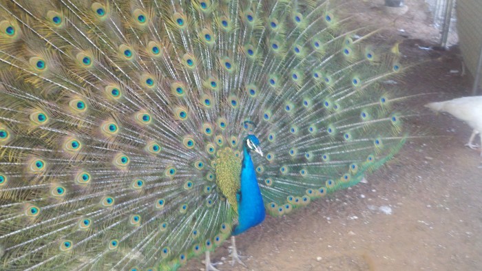 peacock