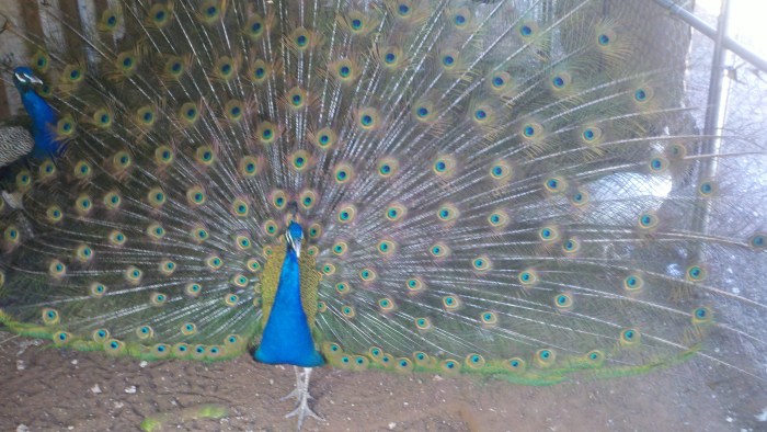 peacock2