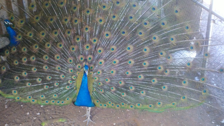 peacock2