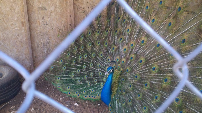 peacock3