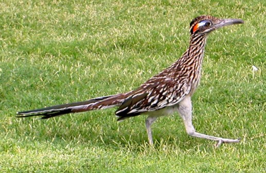 roadrunner