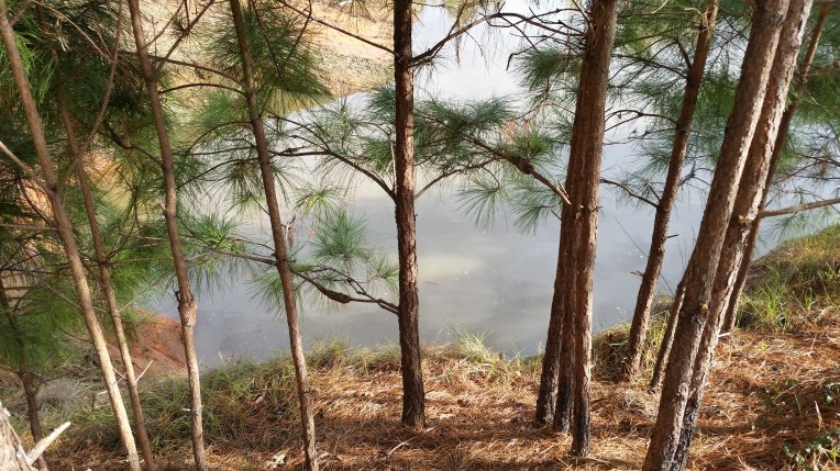 pond from hill by trees
