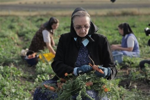 hutterite carrot growing