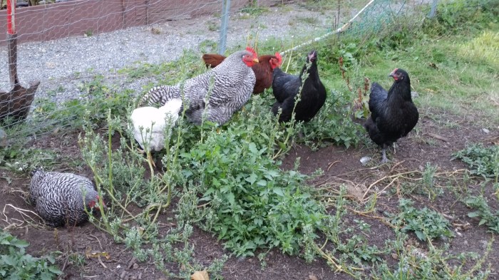 20150chickens904_181446