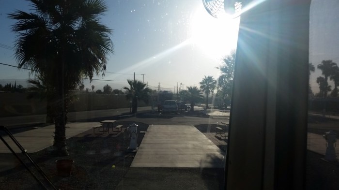 desert palms in bakersfield (Small)