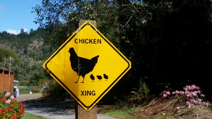 kk chickens (Medium)