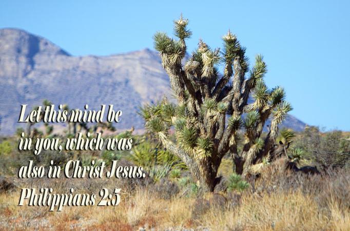 nevada-desert-joshua-tree-phil-2v5-linda-phelps