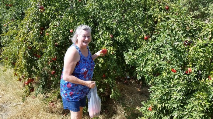 rosalyn and pomegranates (Small)