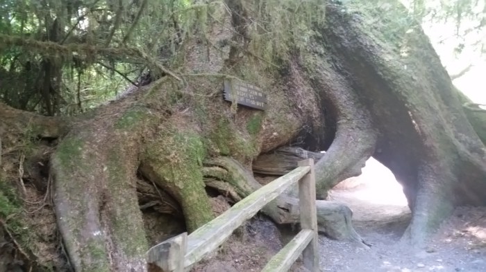 tm13 seen on ripleys believe it or not