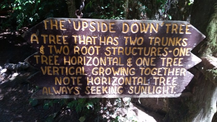 tm8 upside down tree