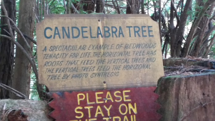 ttt 5 candelabra tree