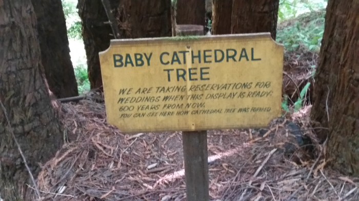 ttt4 baby cathedral