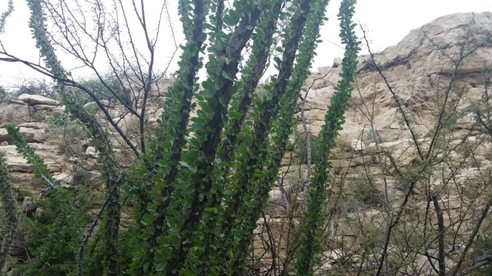 20151021_120315 (Medium)