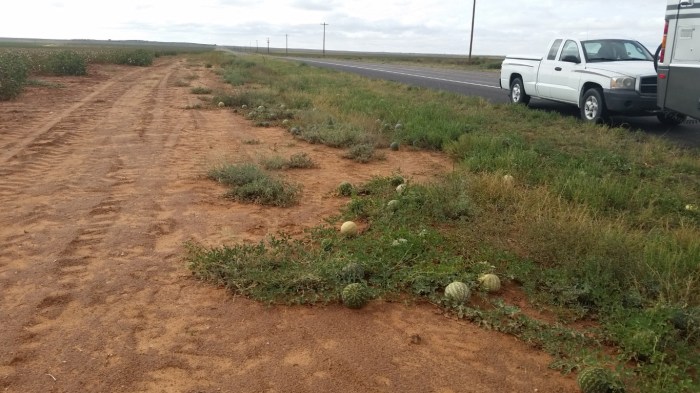 20151022_155151 (Medium)