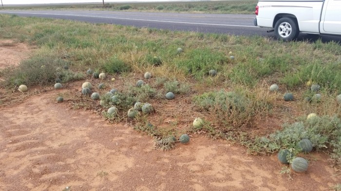 20151022_155207 (Medium)