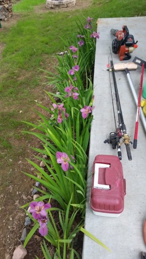 20160417_123006 (Medium)