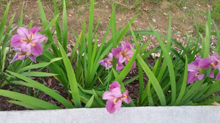 20160417_123023 (Medium)