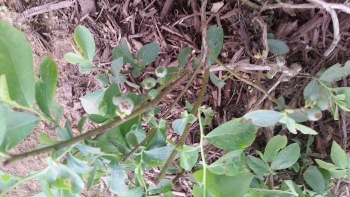 20160419_160913 (Medium)