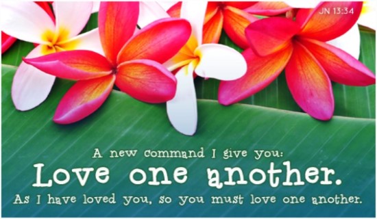 15172-love-one-another-plumeria