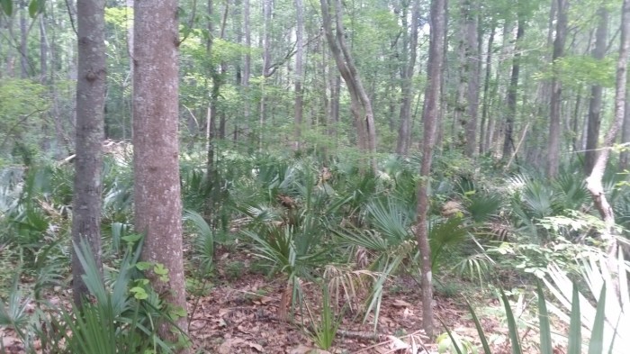 20160601_140918 (Medium)