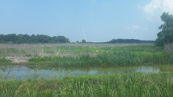 20160601_143638 (Large)