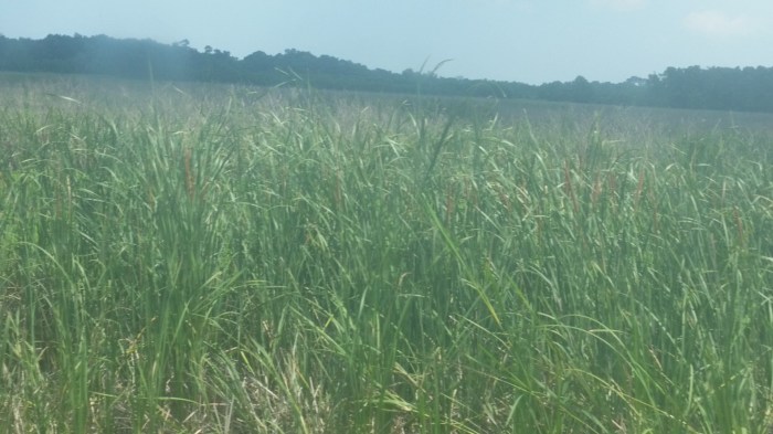 20160601_143946 (Large)