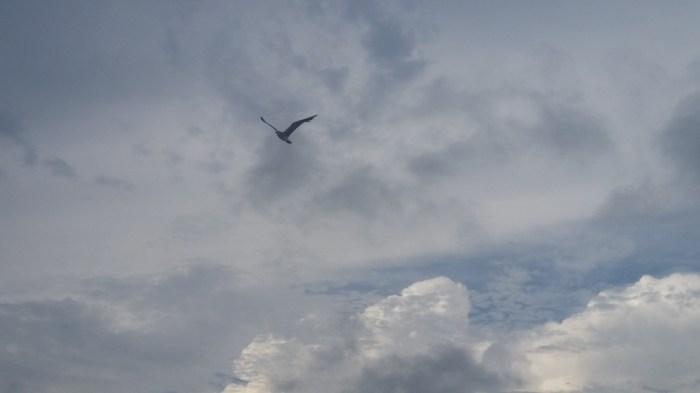 20160605_163754 (Large)