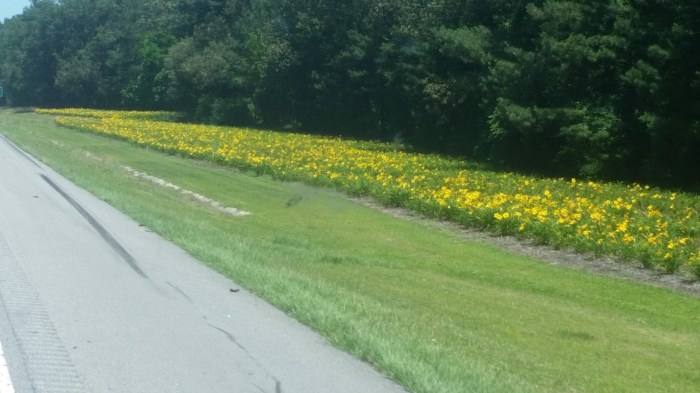 20160608_131032 (Large)