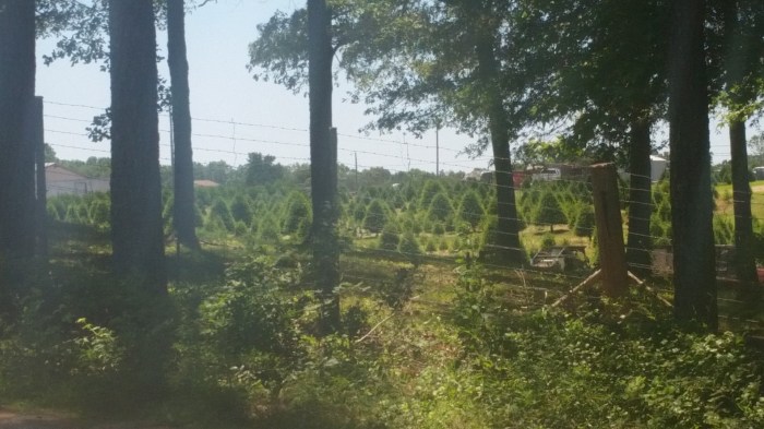 20160609_134444 (Large)